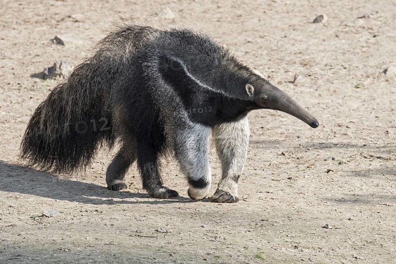 Giant anteater (Myrmecophaga tridactyla), ant bear insectivore native to Central and South America
