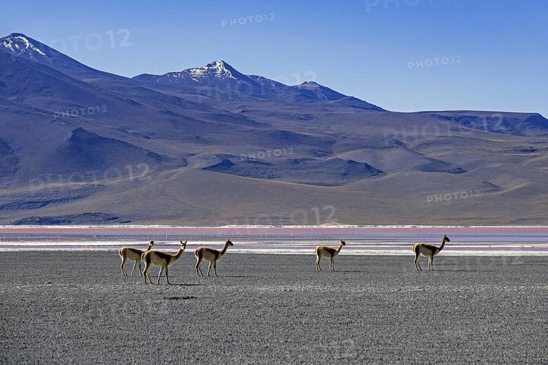 Vicuñas (Vicugna vicugna) on the shore of the Laguna Colorada, Red Lagoon, salt lake in the Eduardo Avaroa Andean Fauna National Reserve, Bolivia, South America