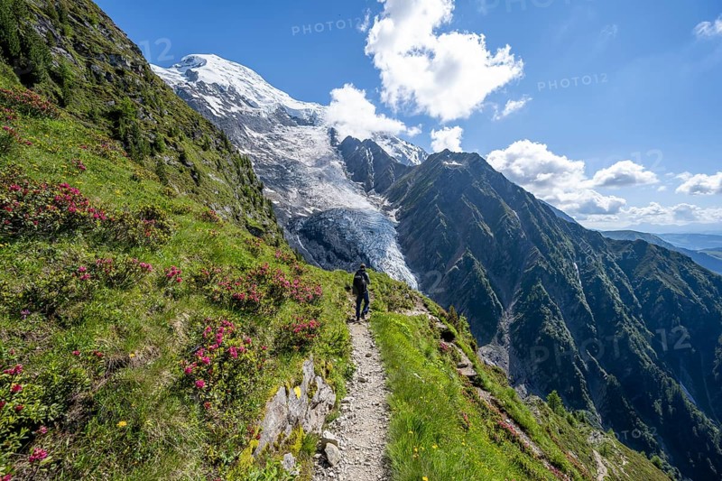 Mountaineer between alpine roses on a hiking trail, impressive mountain landscape with glacier, view of glacier Glacier de Taconnaz, hike La Jonction, Chamonix, Haute-Savoie, France, Europe