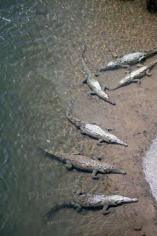 American crocodile (Crocodylus acutus) swimming in the water, from above, Rio Tarcoles, Carara National Park, Puntarenas Province, Costa Rica, Central America