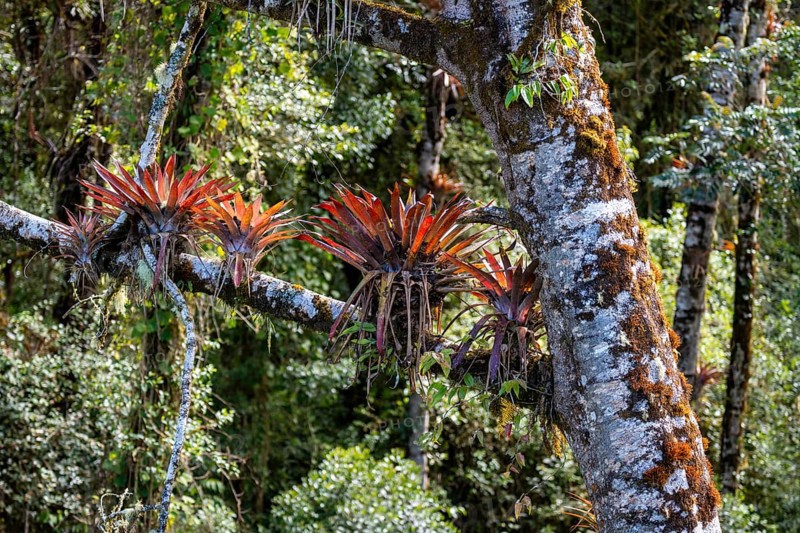 Bromeliads, dense vegetation in the cloud forest, mountain rainforest, Parque Nacional Los Quetzales, Costa Rica, Central America