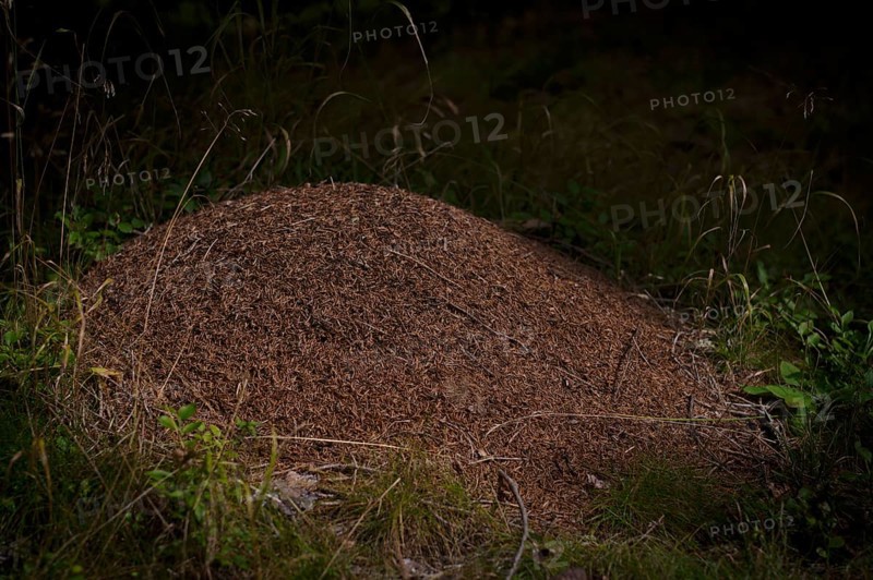 Ant hill, anthill, wood ants, at the biotope, moor, Schwarze Lacke, Vigiljoch, Glaubensweg, near Lana, South Tyrol, Autonomous Province of Bolzano, Italy, Europe