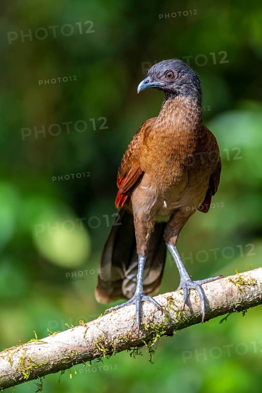 Grey-headed guan (ortalis cinereiceps), bird sitting on a branch, Heredia province, Costa Rica, Central America