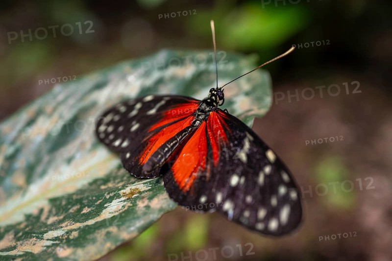 Tarricina half glasswing (Tithorea tarricina pinthias), red black butterfly sitting on a leaf, Alajuela province, Costa Rica, Central America