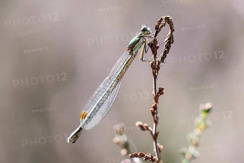 Emerald Damselfly (Lestes viridis), Emsland, Lower Saxony, Germany, Europe