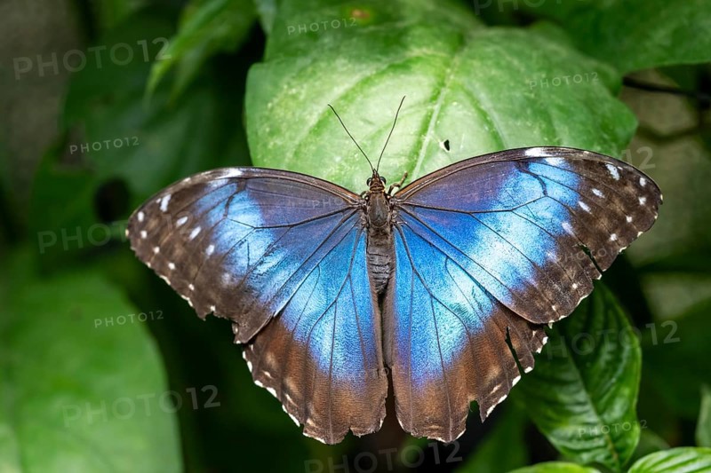 Morpho helenor, blue morpho butterfly sitting on a leaf, Alajuela province, Costa Rica, Central America