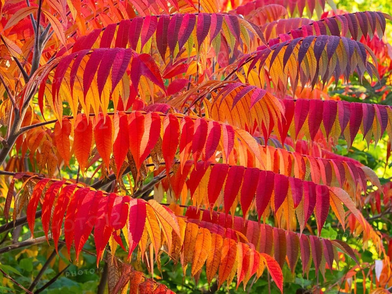 Stag's horn sumach (Rhus typhina), leaves in autumn colour, Hessen, Germany, Europe
