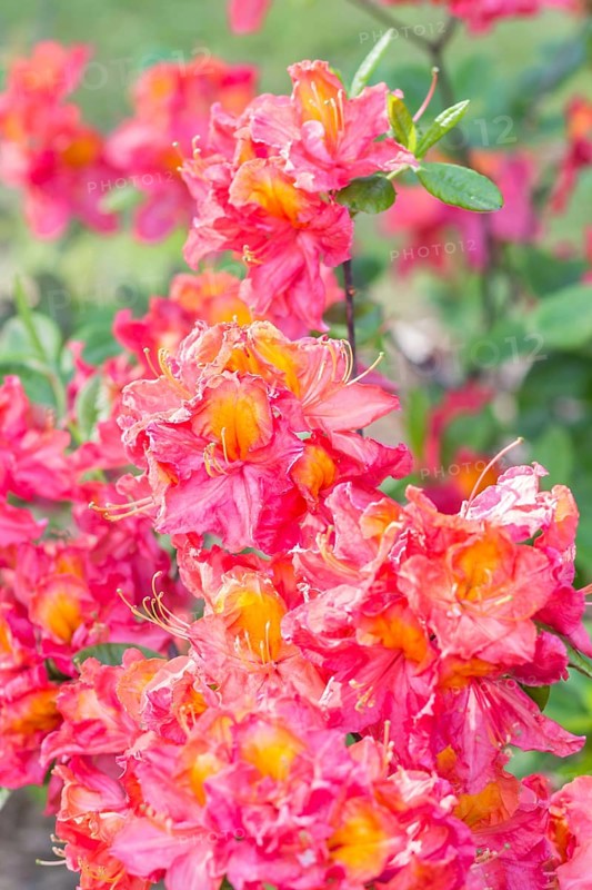 Blooming rhododendron in the botanical garden in spring