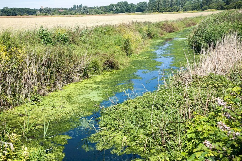 Drainage ditch with green pond weed algae caused by eutrophication, Hollesley marshes, Suffolk, England, UK