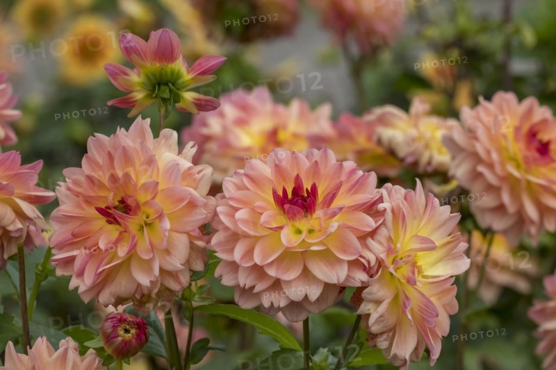 Dahlias (Dahlia), Rhineland-Palatinate, Germany, Europe