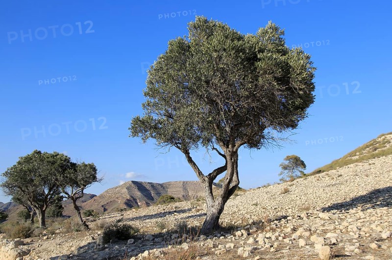 Olive trees in semi desert area near Rodalquilar, Cabo de Gata natural park, Almeria, Spain, Europe