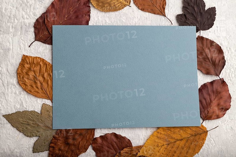 Blue paper business card with yellow and brown autumn leaves, mockup on gray concrete background. Blank, flat lay, top view, still life, copy space