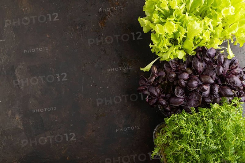 Set of boxes with microgreen sprouts of purple basil, marigold, lettuce on black concrete background. Top view, flat lay, copy space, close up