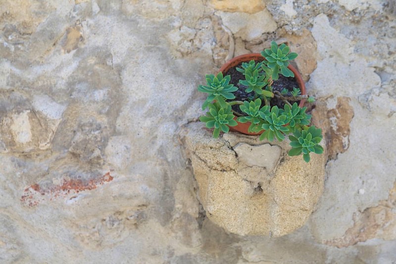 A small plant growing in a pot embedded in a stone wall, Provence, France, Europe