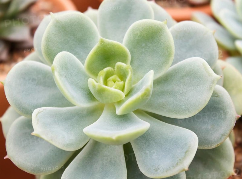 Beautiful succulent plant in greenhouse. Closeup, floral patterns, selective focus