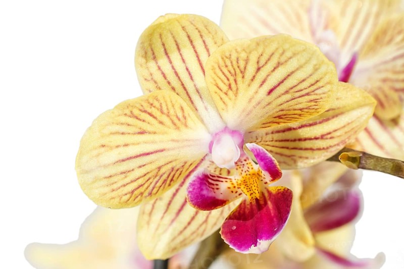 Beautiful orchids of different colors on white and grey background. Phalaenopsis hybrids. Close up