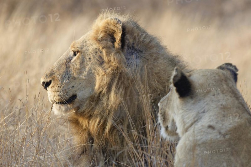 African lions (Panthera leo melanochaita), two adults, male and female, lying in the tall dry grass in the morning light, heads close-up, Kruger National Park, South Africa, Africa