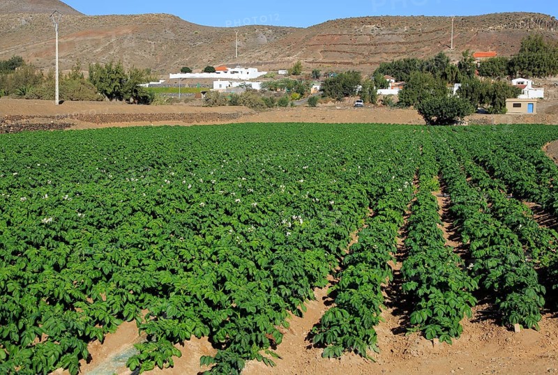 Crop of potatoes growing in field at Cardon, Fuerteventura, Canary Islands, Spain, Europe
