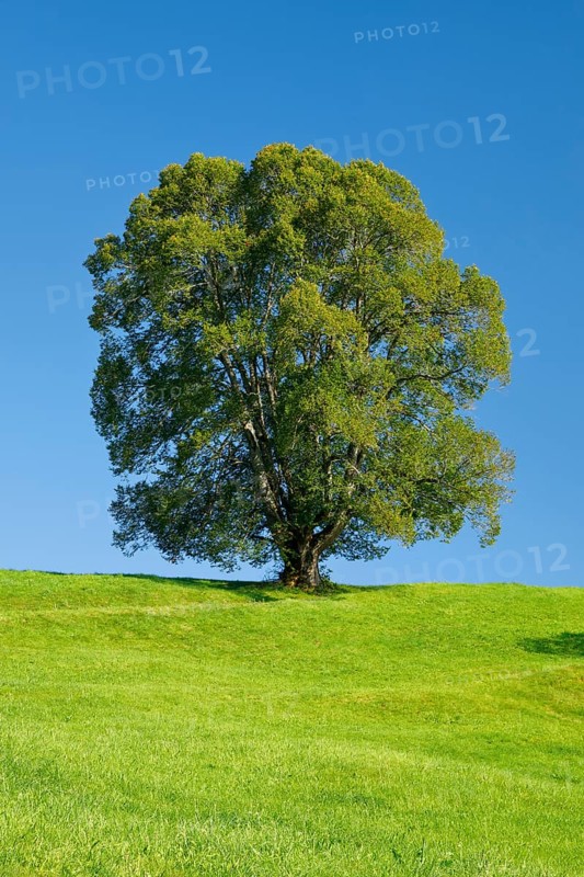 Large lime tree in Oberägeri, Canton Zug, Switzerland, Europe