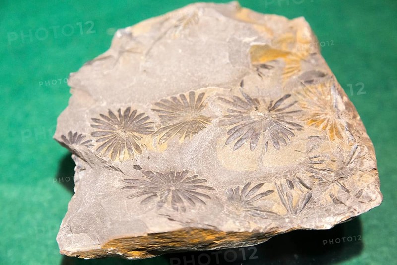 Plant flower leaf fossil display in Radstock museum, Somerset, England, UK