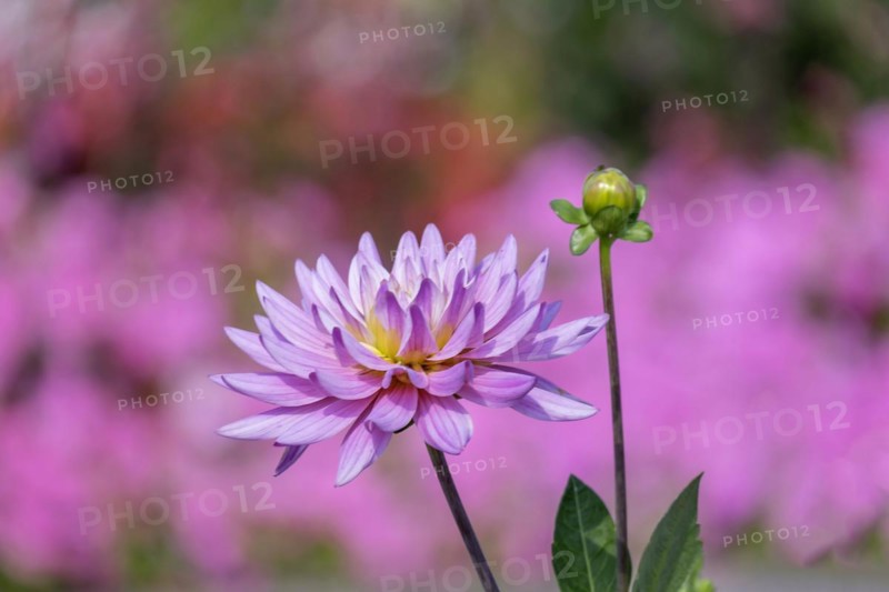 Pink dahlias (Dahlia), Rhineland-Palatinate, Germany, Europe
