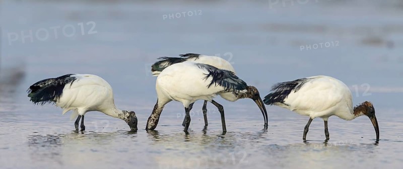 African sacred ibis (Threskiornis aethiopicus), family of ibises and spoonbills, three animals, Raysut, Salalah, Dhofar, Oman, Asia