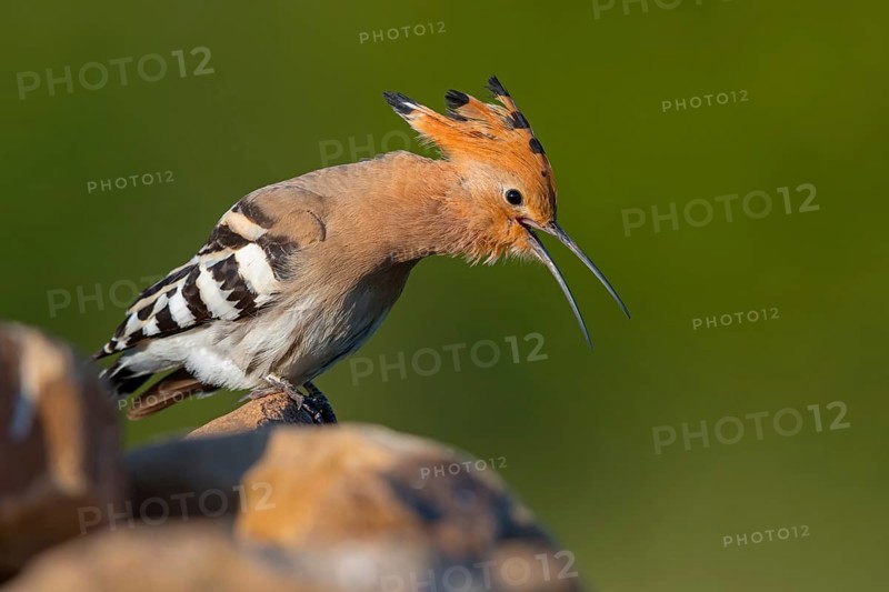 Hoopoe, (Upupa epops), on a perch, family Hoopoes, early raptors, Hides de El Taray / Lesser Kestrel Hide, Villafranca de los Caballeros, Castilla La Mancha / Toledo, Spain, Europe