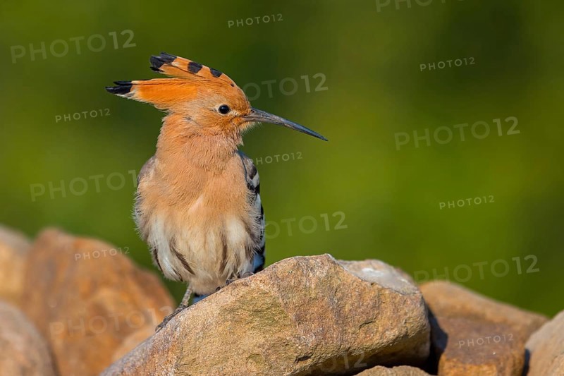 Hoopoe, (Upupa epops), on a perch, family Hoopoes, early raptors, Hides de El Taray / Lesser Kestrel Hide, Villafranca de los Caballeros, Castilla La Mancha / Toledo, Spain, Europe