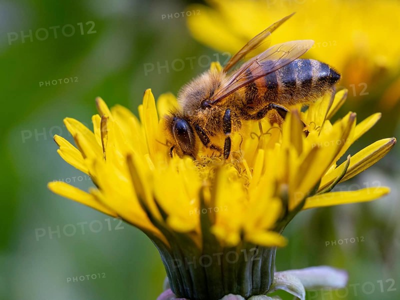 European hornet (Vespa crabro), insect, insects, macro, plant, garden, Neuhofen, Rhineland-Palatinate, Germany, Europe