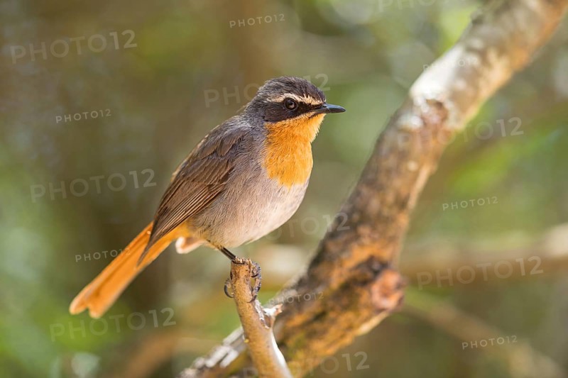Cossypha caffra, family of flycatchers, Underberg surroundings, Underberg, KwaZulu-Natal, South Africa, Africa