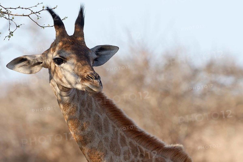 South African giraffe (Giraffa camelopardalis giraffa), young animal looking towards camera, animal portrait, head close-up, Kruger National Park, South Africa, Africa