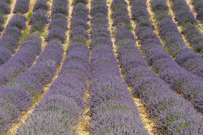 Flowering lavender field (Lavandula angustifolia), Plateau de Valensole, Département Alpes-de-Haute-Provence, Region Provence-Alpes-Côte d'Azur, France, Europe