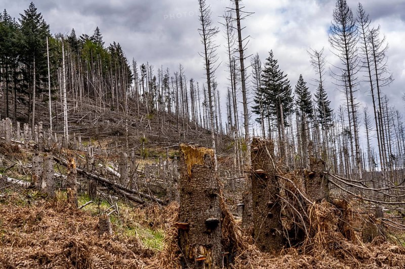 Dead spruce trees, broken by wind, lying in disarray, forest dieback in the Arnsberg Forest nature park Park, over 70 per cent of the spruce trees are diseased, damaged, mostly by the bark beetle, which was able to spread due to drought and heat, climate change, near Hirschberg, North Rhine-Westphalia, Germany, Europe