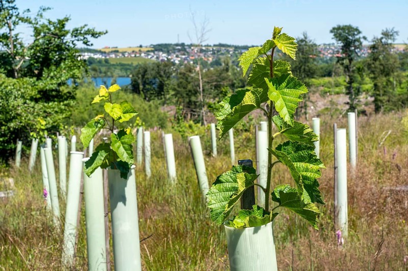 Reforestation in the Arnsberg forest above the Möhnesee, Soest district, tubes as browsing protection, to protect against wild animals, on the site of a spruce forest that had died and been felled due to heavy bark beetle infestation, North Rhine-Westphalia, Germany, Europe