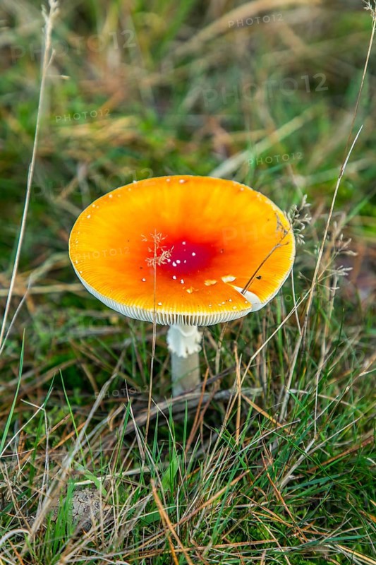 Fly agaric, Diersfordter Wald, in the Hohe Mark Westmünsterland nature park Park, forest, near Wesel, part of the Hohe Mark Steig hiking trail, Wesel, North Rhine-Westphalia, Germany, Europe