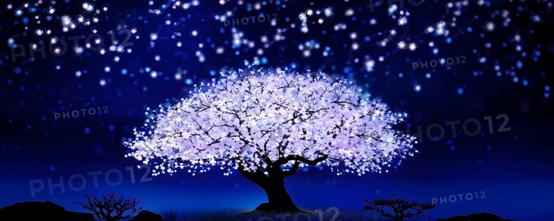 Sakura tree blossoming with pink petals and branches reaching towards a star studded night sky, AI generated