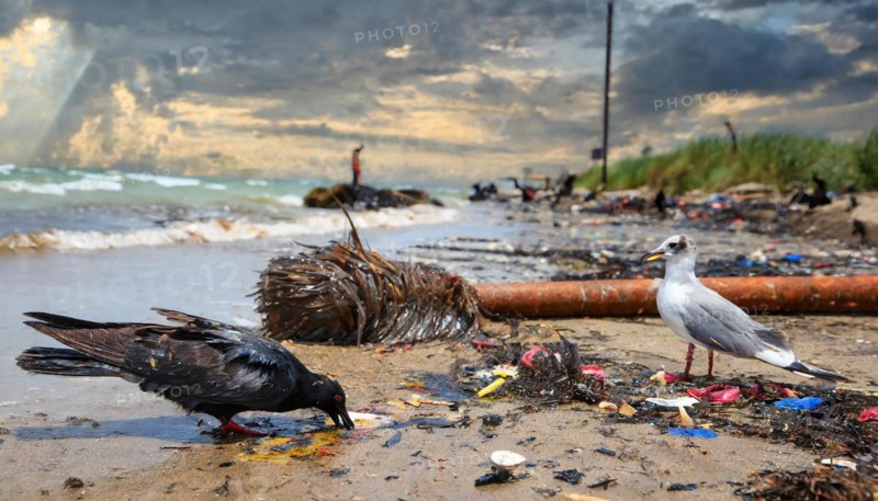 Symbolism, waste problem, environmental pollution, birds with oil-stained feathers, AI-generated, AI-generated, AI generated