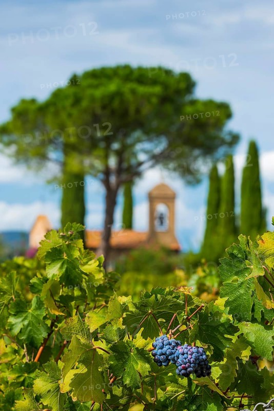 Vine, viticulture, agriculture, agribusiness, winegrower, wine, red wine, plantation, Suvereto, Tuscany, Italy, Europe