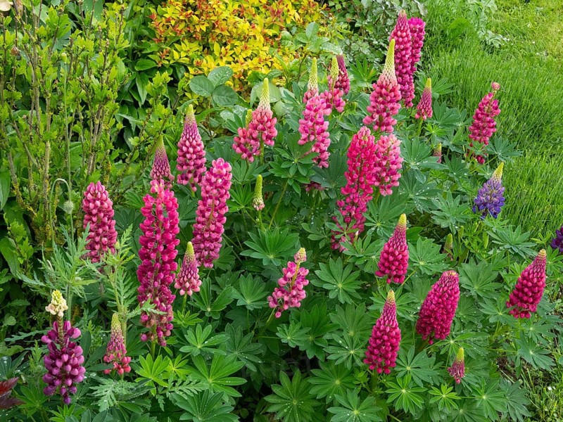 Garden Lupins (Lupinus Polyphyllus), pink and purple lupine flowers, covered in raindrops, in a green garden setting, Hesse, Germany, Europe