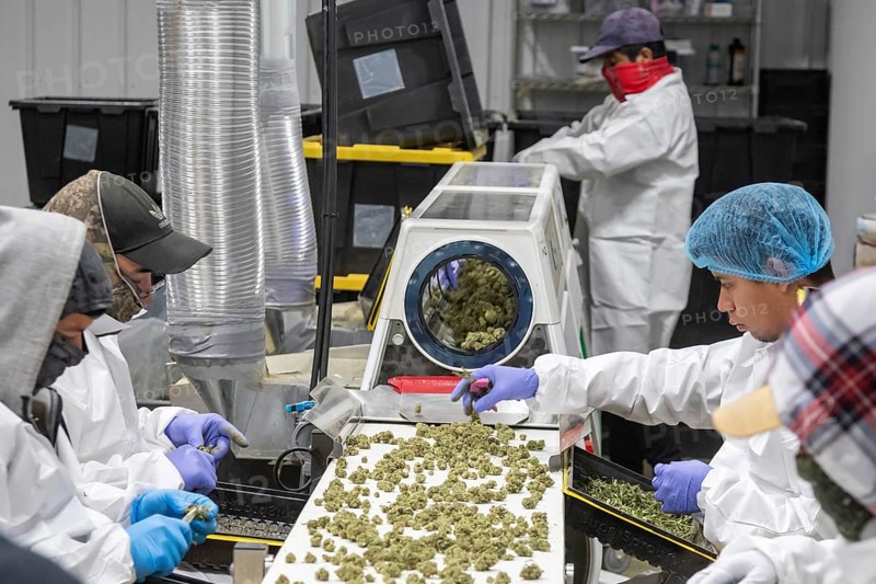 Paw Paw, Michigan, Migrant farmworkers at Grasshopper Farms trim the buds of the newly-harvested cannabis crop