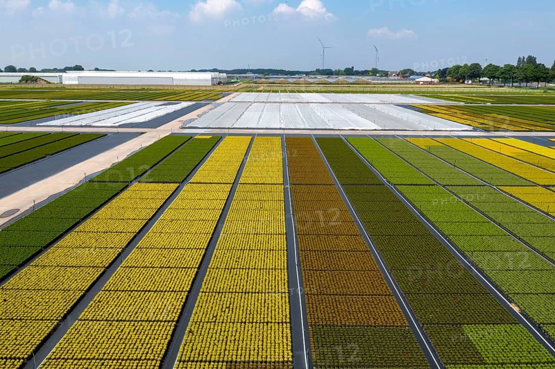 Horticultural business, broom heather plants, in flower pots, outdoors, Calluna vulgaris, are cut back to optimise the flowering behaviour, North Rhine-Westphalia, Germany, Europe