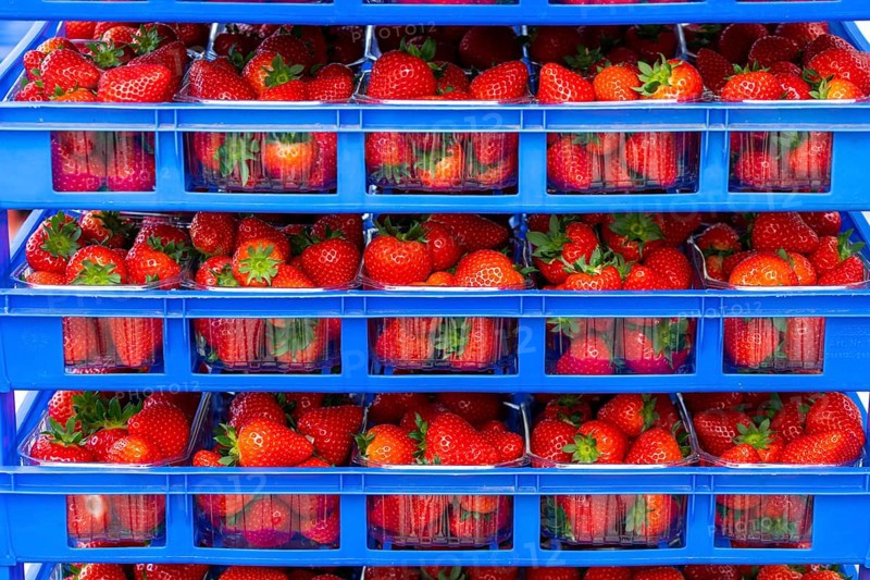 Freshly harvested strawberries, packed in boxes and crates for the consumer, strawberry cultivation in the greenhouse, young strawberry plants grow up, in different stages of ripeness are individually watered by drip irrigation and supplied with nutrients, they grow in a substrate culture in raised beds, near Dormagen, Rhineland, North Rhine-Westphalia, Germany, Europe