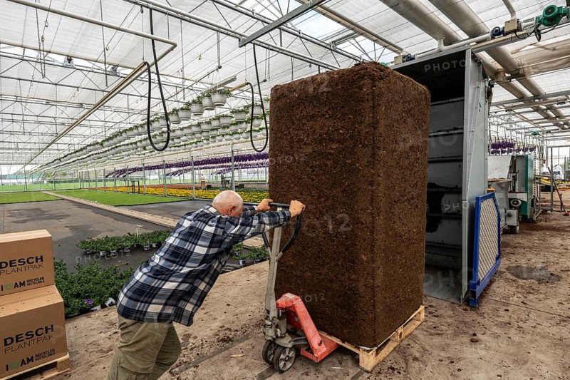 Horticultural business, greenhouse, potting soil for balcony plants, ornamental plants, in the pots, they are then placed in beds to grow there, Straelen, North Rhine-Westphalia, Germany, Europe