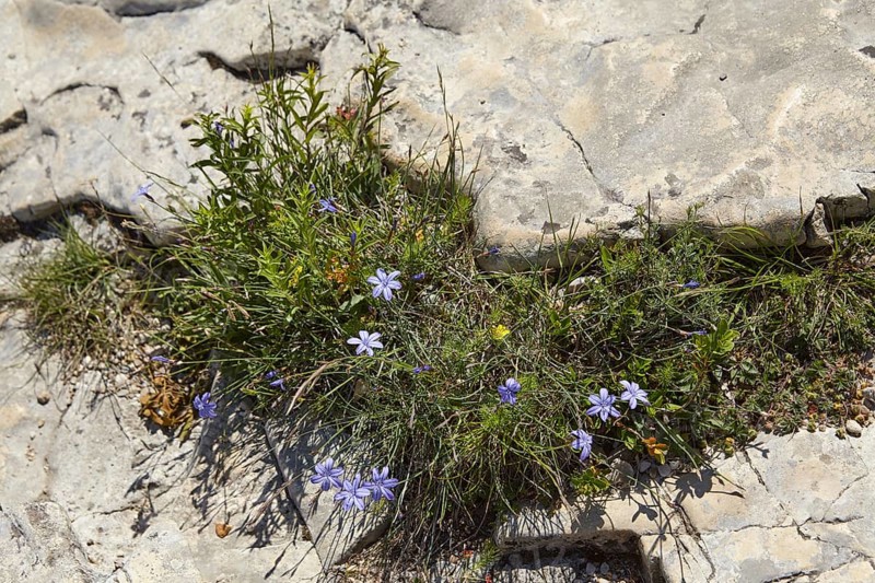 Flowering lily pink (Aphyllanthes monspeliensis) on the limestone cliffs of the Sautadet cascades near La Roque-sur-Cèze, Gard department, Occitanie region, France, Europe