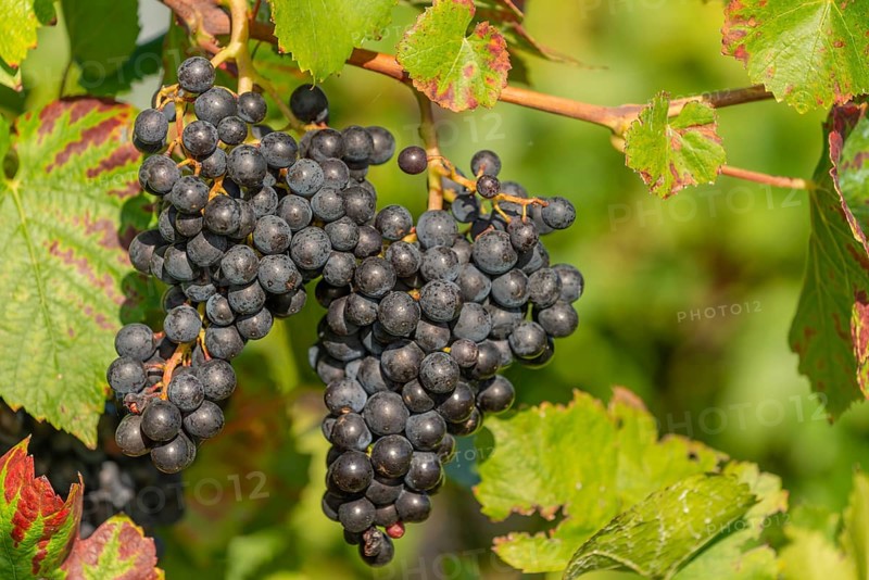 Ripe Pinot Noir grapes, Lake Constance wine-growing region, Birnau, Uhldingen-Mühlhofen, autumn, Baden-Württemberg, Germany, Europe