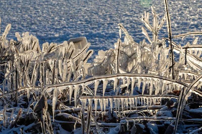 Harrison Twp, Michigan, Ice coated vegetation on the shore of Lake St Clair after a heavy rainstorm was followed by high winds and plummeting temperatures