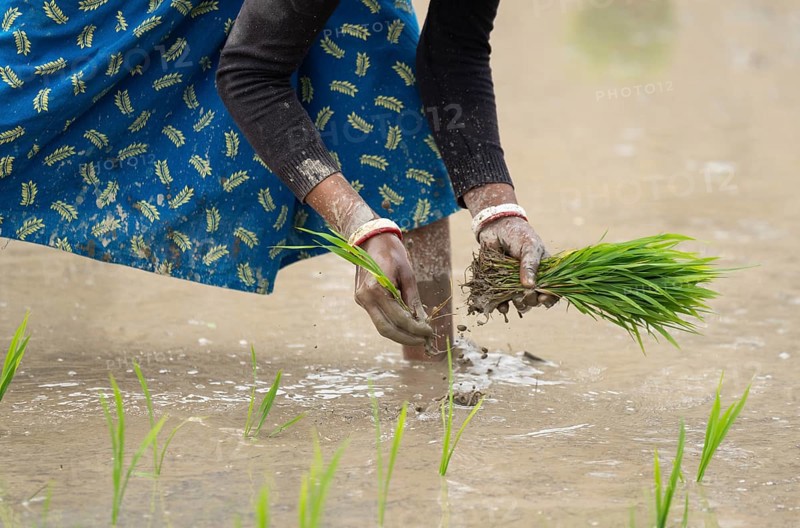 Morigaon, India. 20 February 2024. Women plant rice saplings in a paddy field on February 20, 2024 in Mayong, India. Rice cultivation contributes to food security in India by ensuring a stable supply of this essential food grain