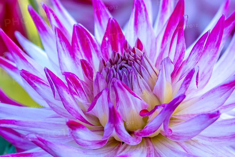 Dahlias (Dahlia), North Rhine-Westphalia, Germany, Europe