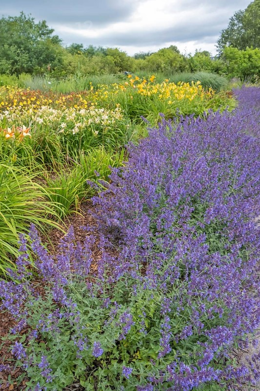 Catmint (Nepeta cataria) and daylilies (Hemerocallis), North Rhine-Westphalia, Germany, Europe