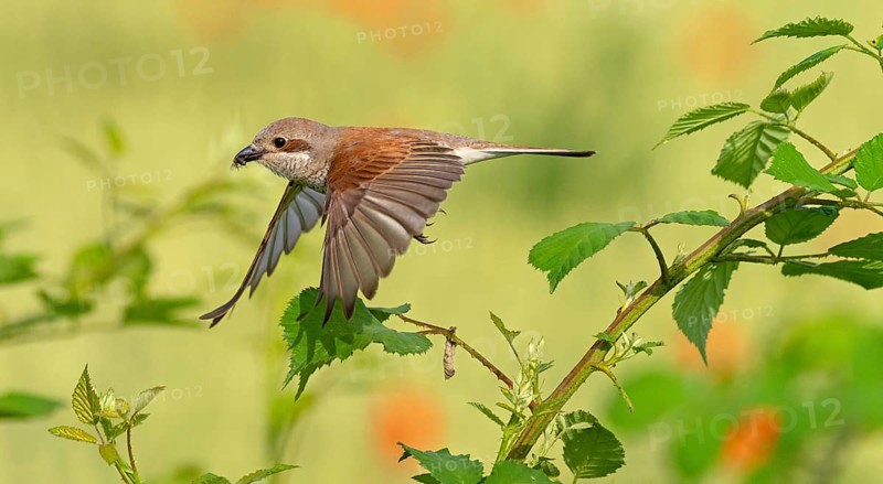 Red-backed shrike (Lanius collurio), female, departure photo, take-off, Hockenheim, Baden-Württemberg, Germany, Europe